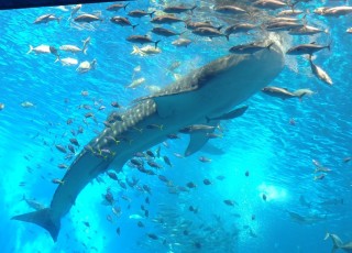 IMG_20240627_150835